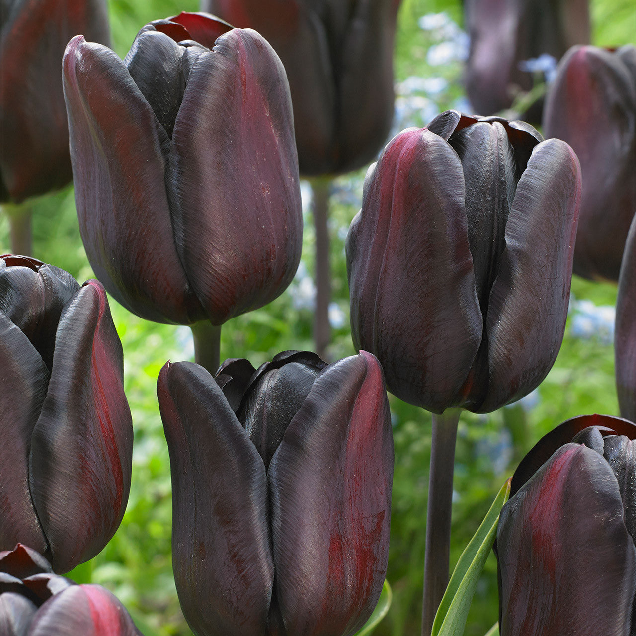 Tulip Continental