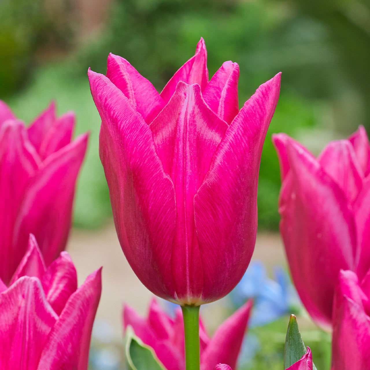 Tulip Lilyrosa