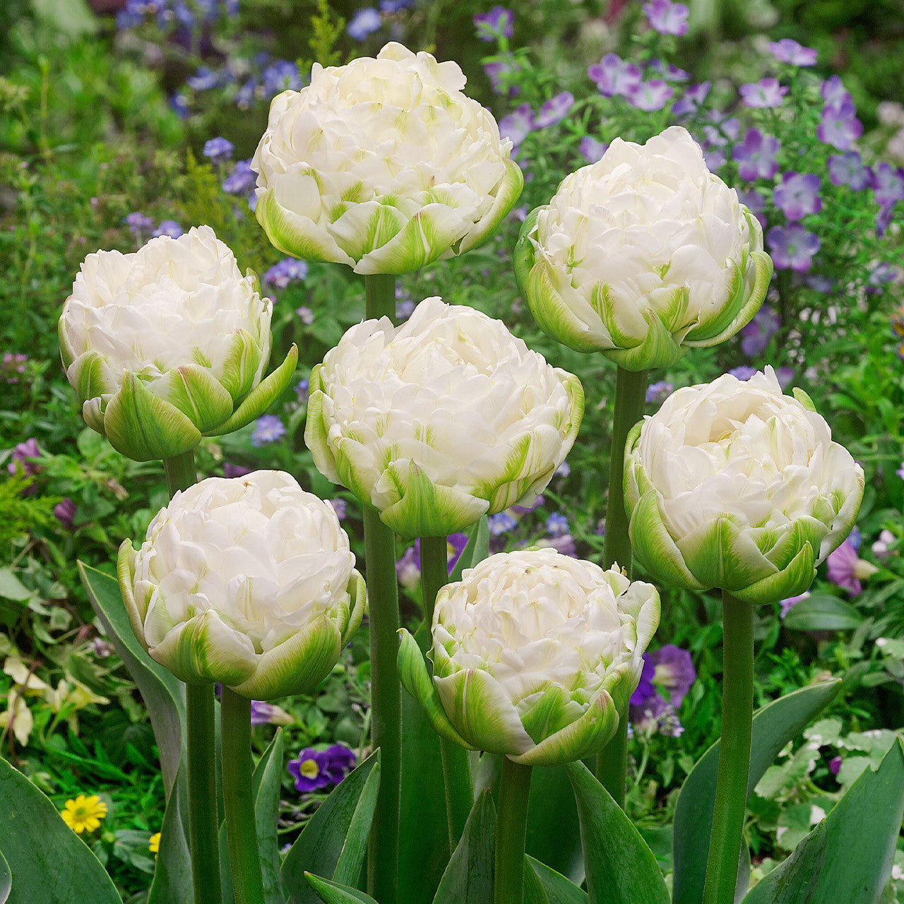 Tulip White Mountain