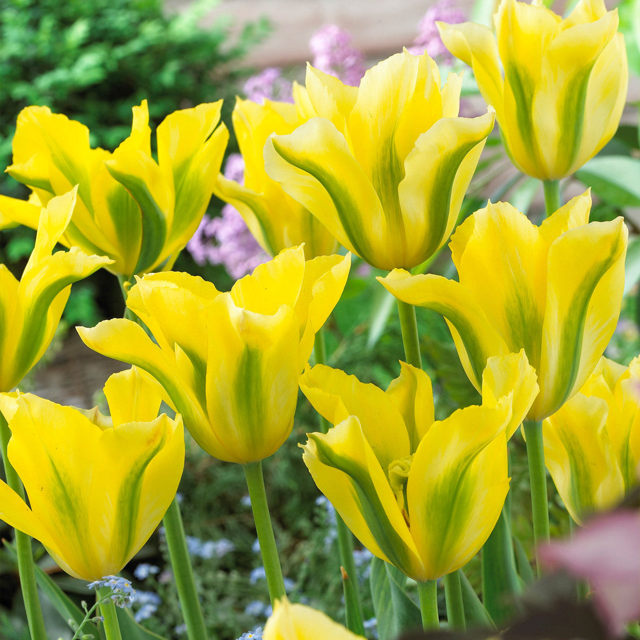 Tulip Yellow Spring Green