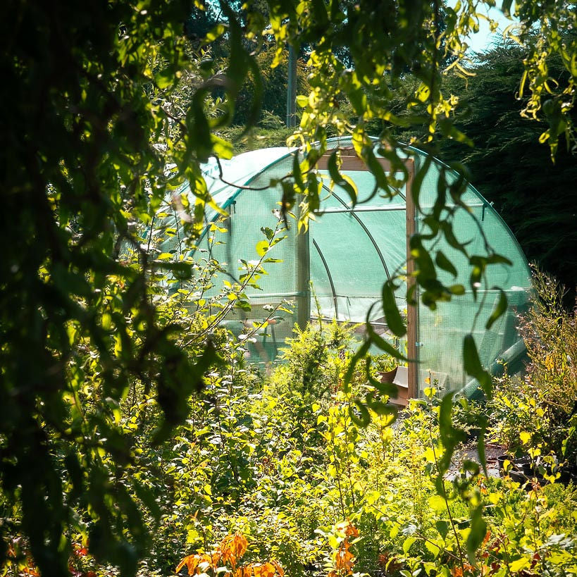 Greenhouse partially obscured by trees and foliage