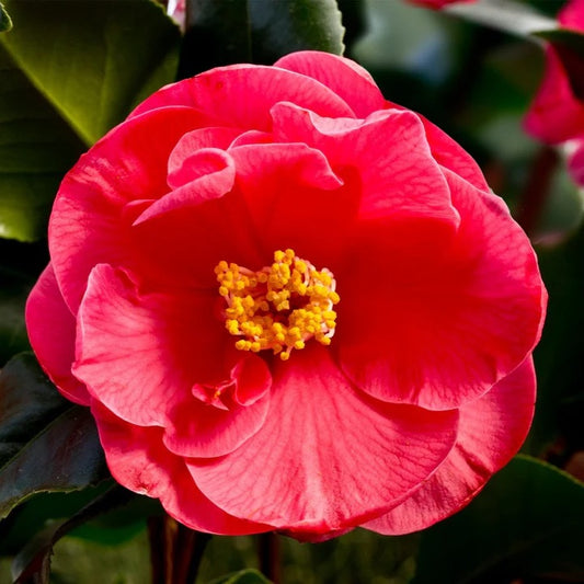 Camellia ‘Dr King’ (Single Dark Pink) | 4L | 60-70cm