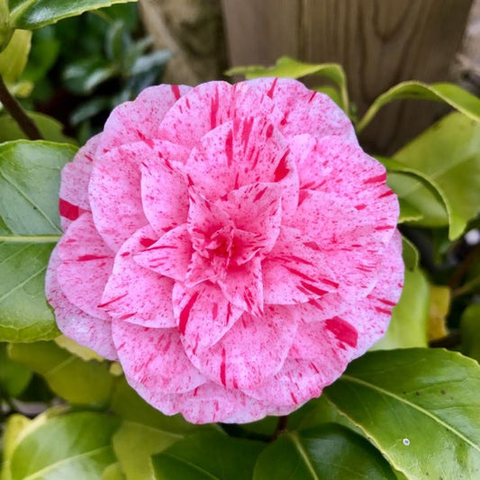 Camellia ‘Kick Off’ (Single Pink) | 4L | 60-70cm