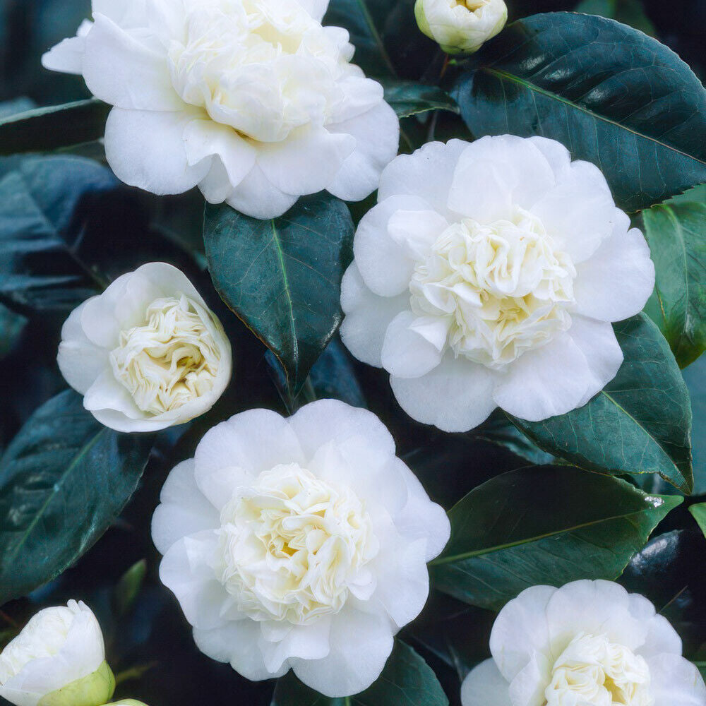 Close-up of white flowers with green leaves