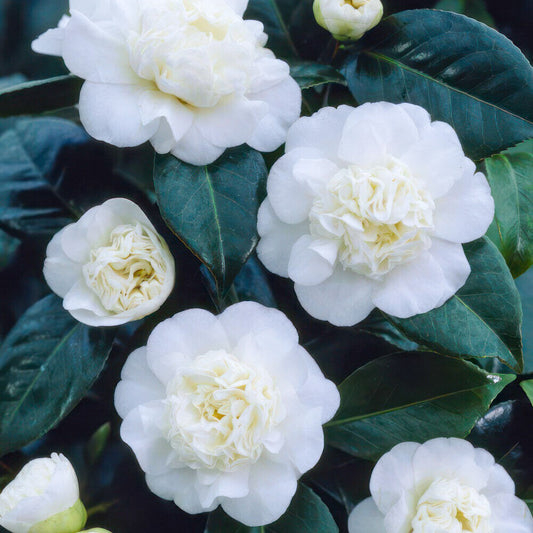 Close-up of white flowers with green leaves