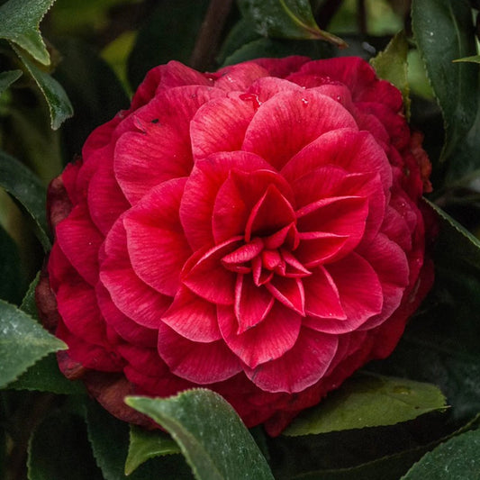 Camellia ‘Princess Baciocchi’ (Red Double) | 4L | 60-70cm