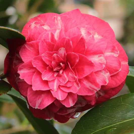 Camellia ‘Rosa Barovierana Nella’ (Double Pink) | 4L | 60-70cm