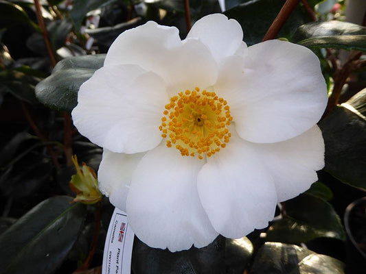 Camellia ‘White Swan’ (Single White) | 4L | 60-70cm