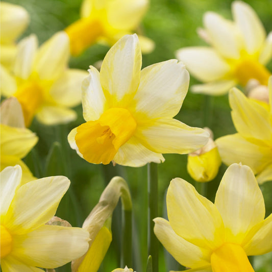 Narcissus Mother Duck 10cm+