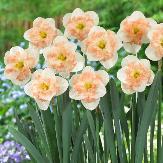 Narcissus 'Pink Wonder' 12/14cm