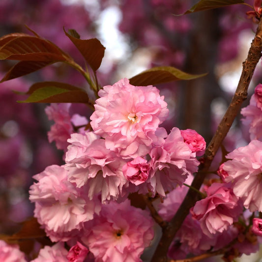 Weeping Cherry ‘Kiku‑shidare‑zakura’ | 3L | 60cm
