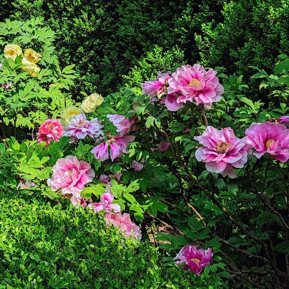Bare Root Tree Peonies – Autumn Planting Offer 🌸