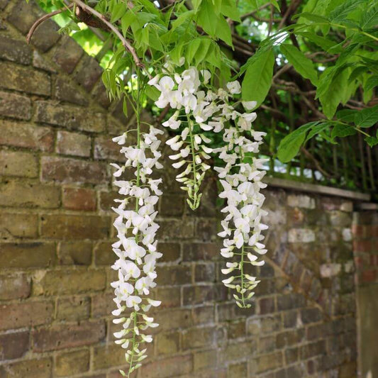 Wisteria floribunda 'Alba' | 2 Ltr