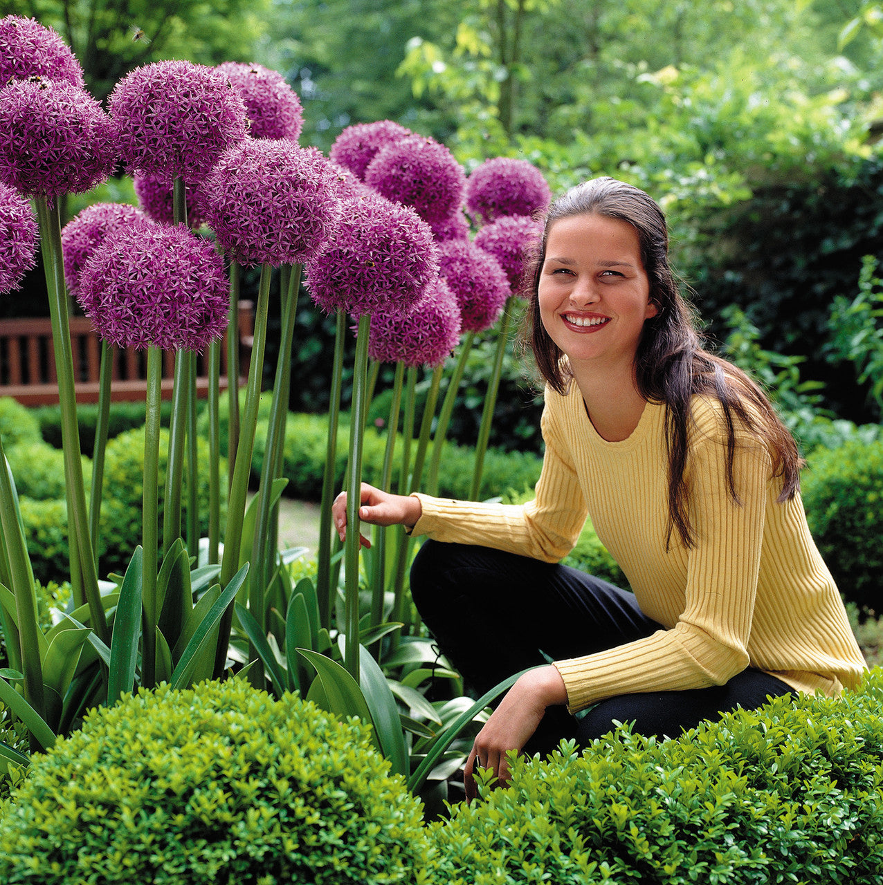 Allium Globemaster 20cm+