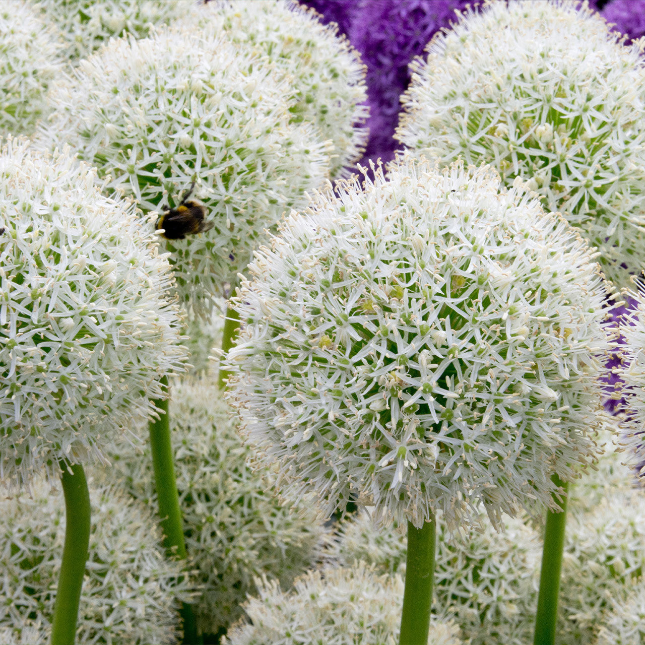 Allium Mount Everest 16/18cm