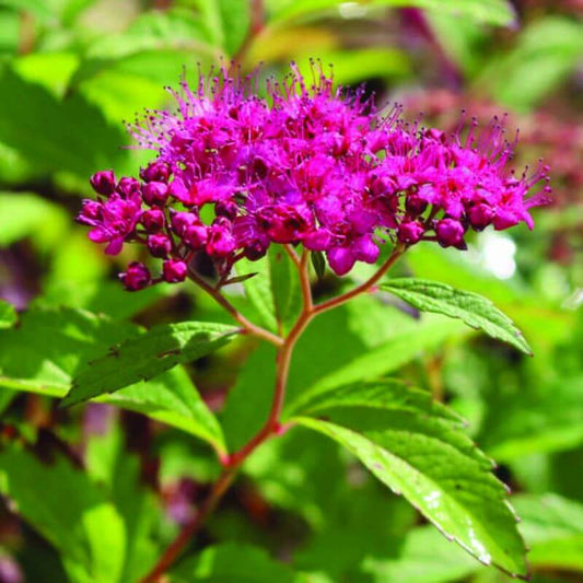 Spiraea 'Anthony Waterer' | 2 Ltr