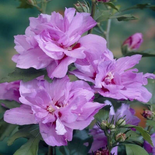 Hibiscus syriacus 'Ardens' | 2 Ltr