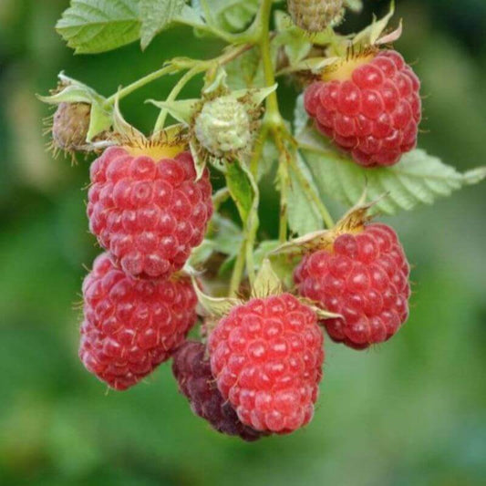 Rubus 'Autumn First®' | 1 Ltr