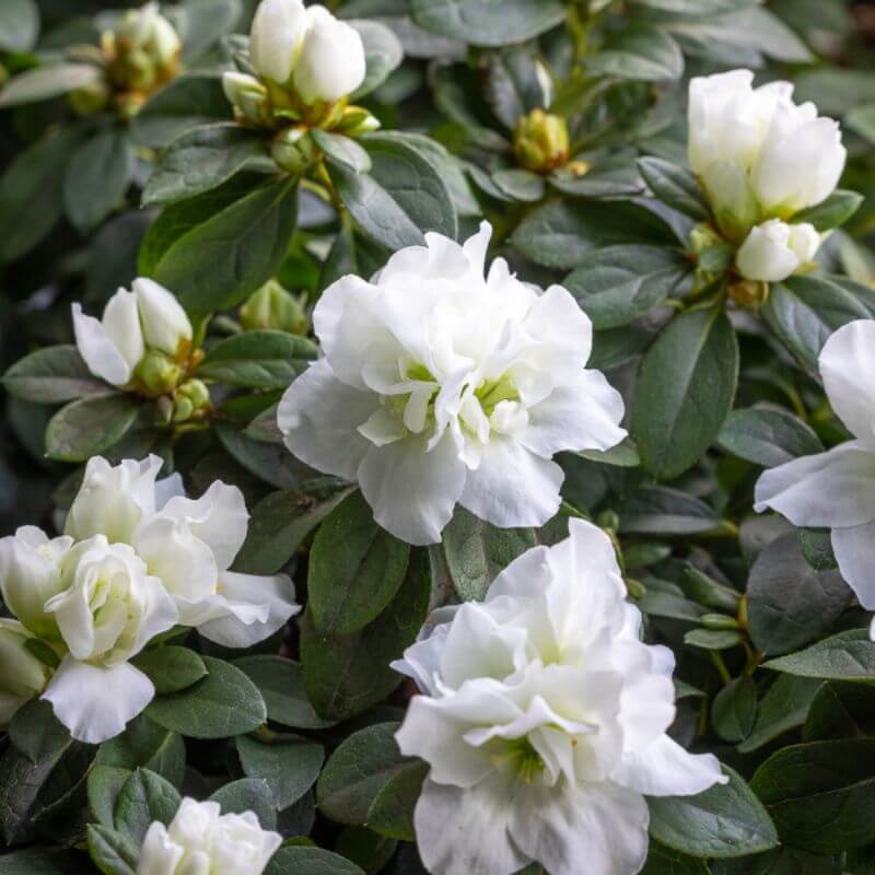 Azalea/Rhododendron simsii – White | 1 Ltr