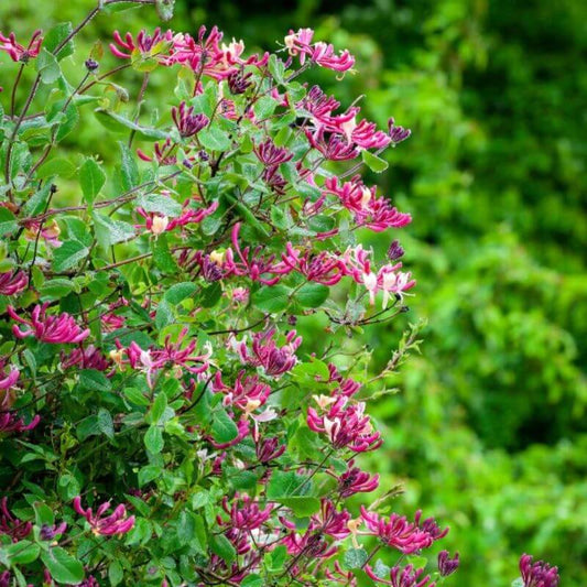 Lonicera periclymenum 'Belgica Select' | 2 Ltr