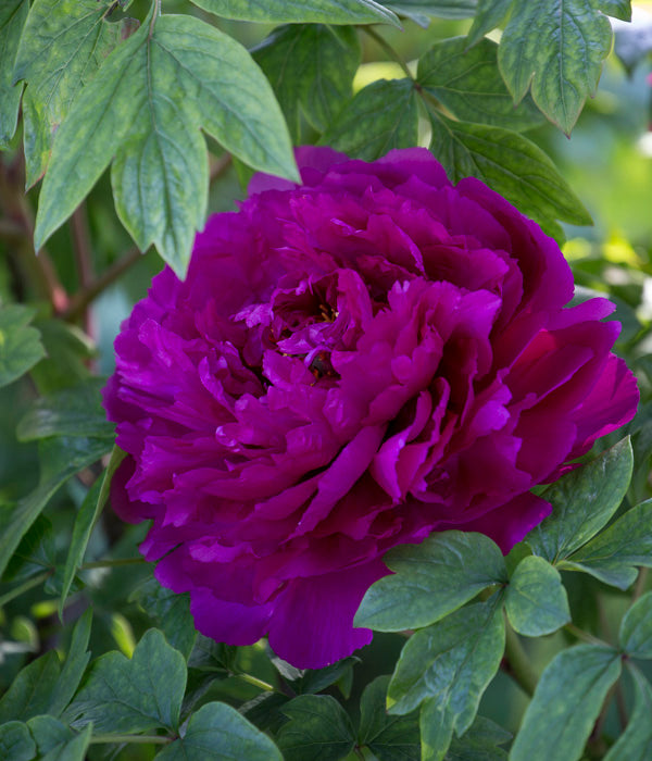 Black Dragon Peony | Bareroot