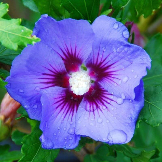 Hibiscus 'Oiseau Bleu' | 1 Ltr