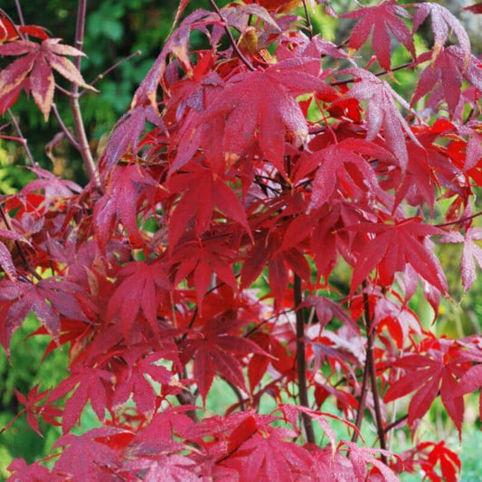 Acer palmatum 'Bloodgood' | 7.5 Ltr