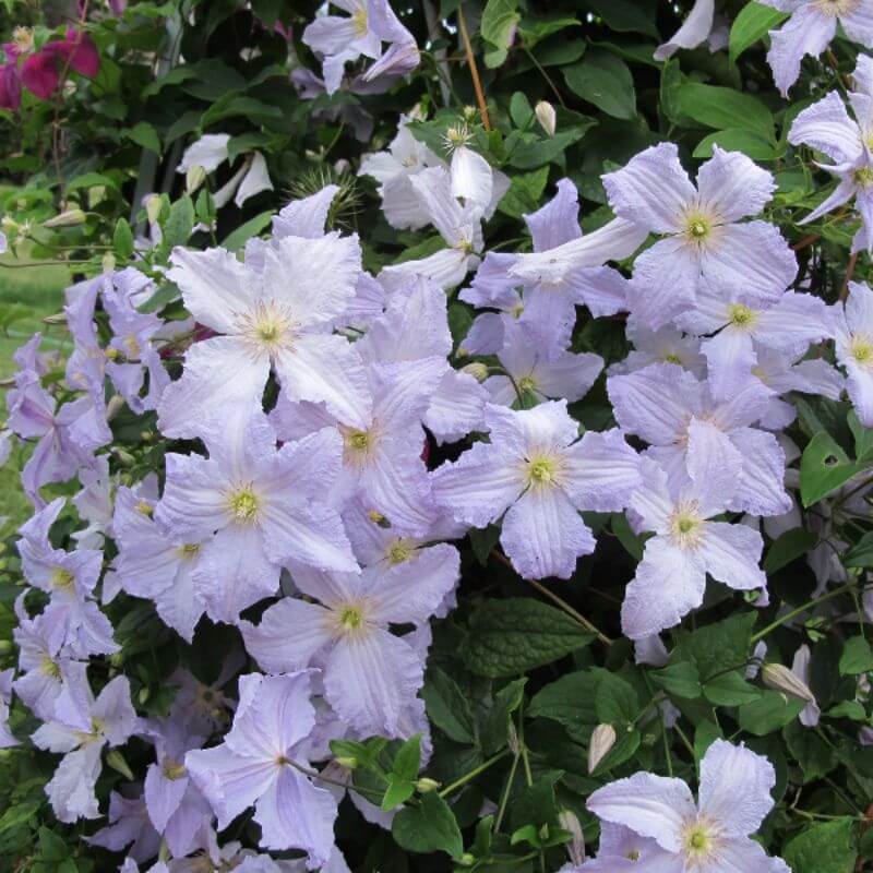 Clematis 'Blue Angel' | 2 Ltr