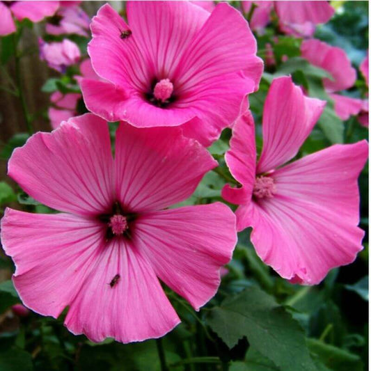 Lavatera 'Burgundy Wine' | 2 Ltr
