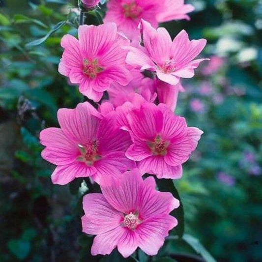 Lavatera 'Candy Floss' | 2 Ltr