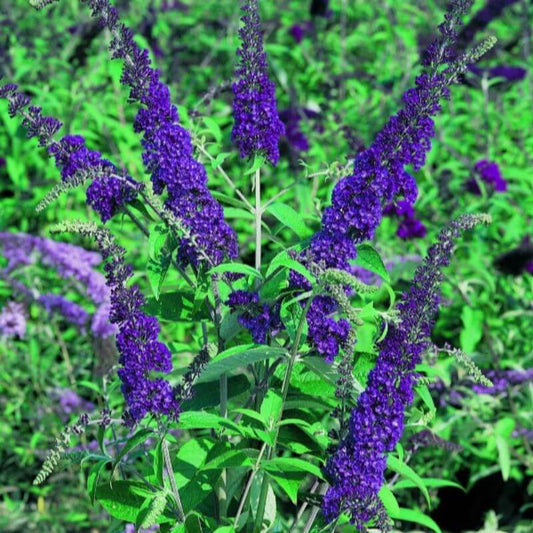 Buddleja 'Empire Blue' | 2 Ltr