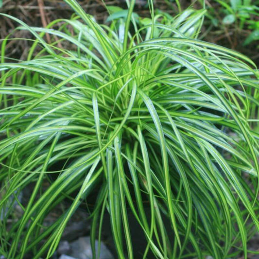 Ornamental Grasses – Carex 'Eversheen' | 2 Ltr