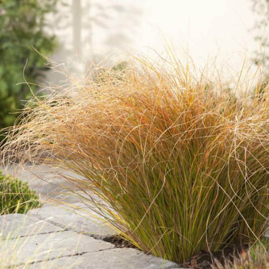 Carex 'Prairie Fire' | 2 Ltr