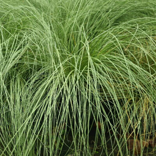 Carex 'Frosted Curls' | 2 Ltr