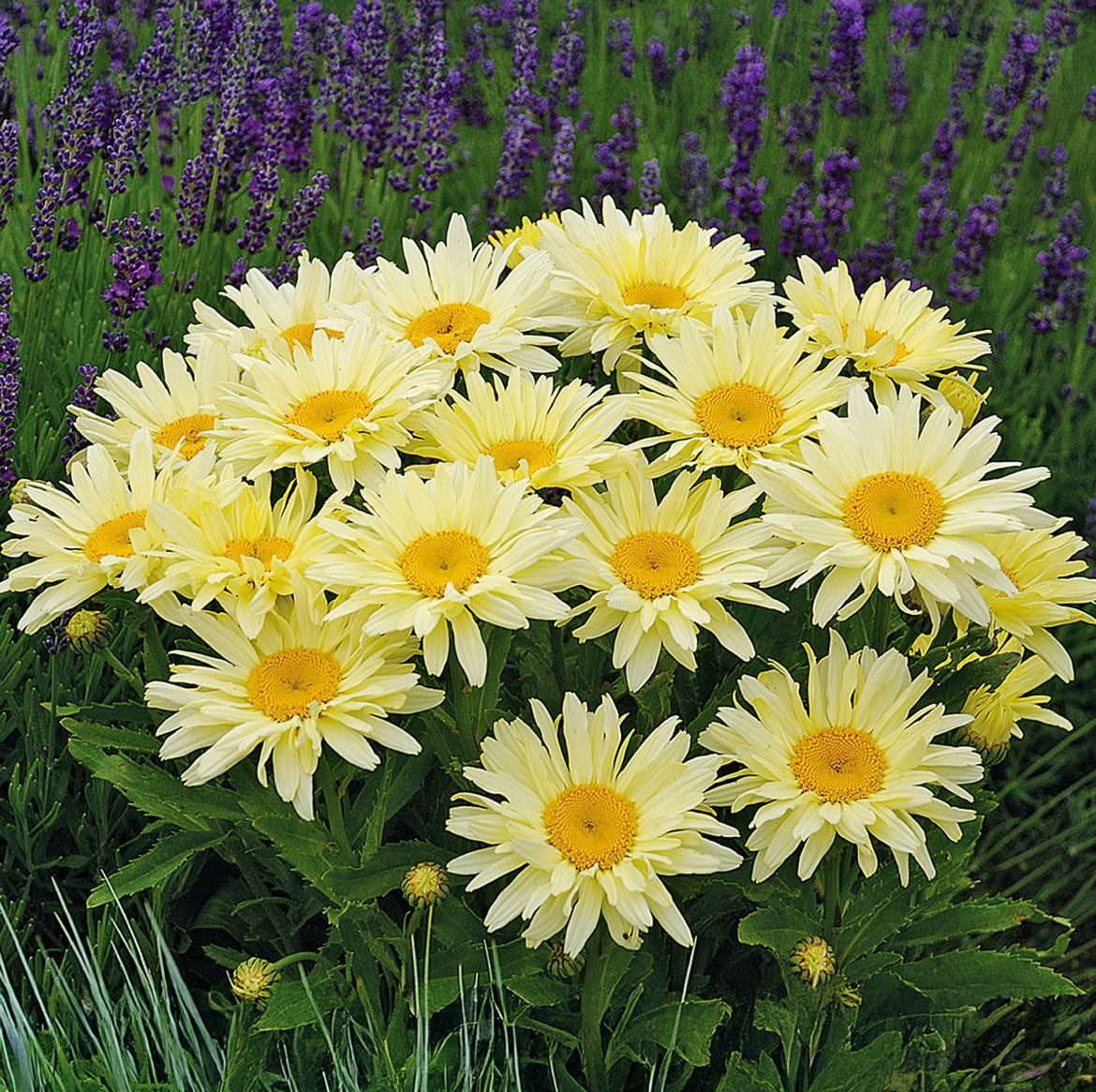 Leucanthemum Banana Cream |
1 Litre Garden Ready Plant