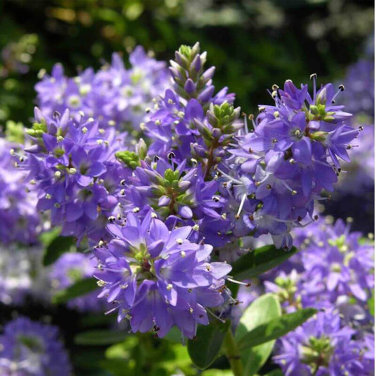 Hebe 'Garden Beauty Purple' | 2 Ltr