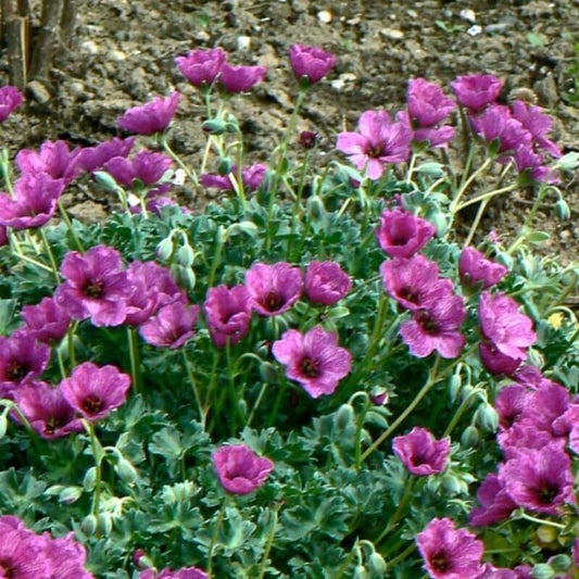 Geranium 'Giuseppii®' | 2 Ltr