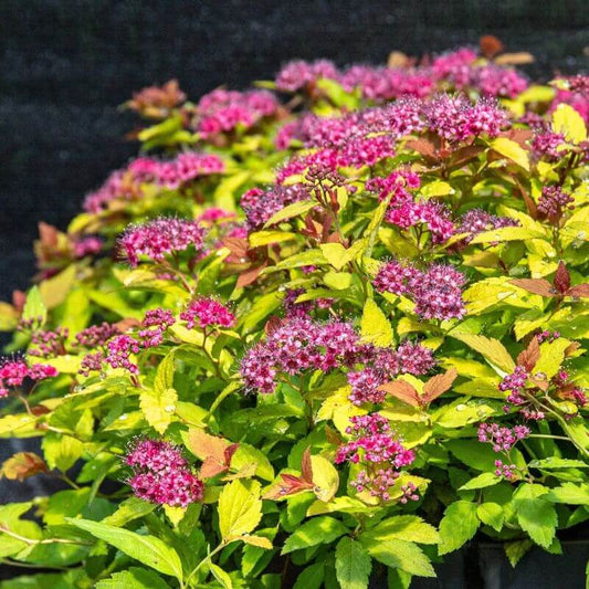Spiraea 'Golden Princess' | 2 Ltr