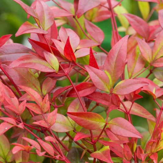 Nandina domestica 'GulfStream' | 3 Ltr