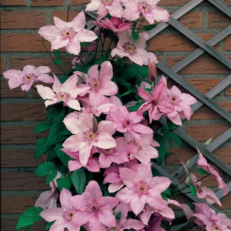 Clematis 'Hagley Hybrid' | 2 Ltr