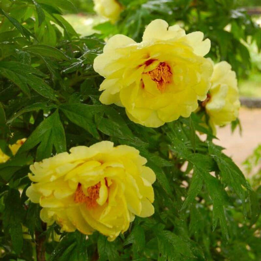 Two yellow flowers with green leaves in a garden setting