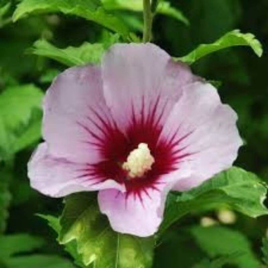 Hibiscus 'Hamabo' | 1 Ltr