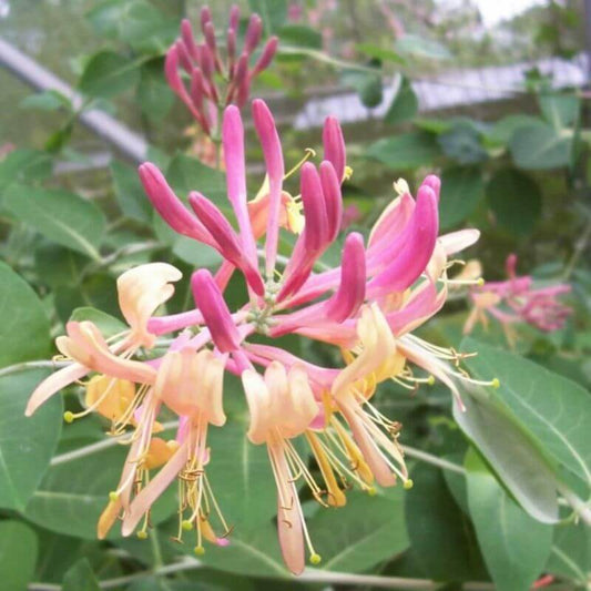 Lonicera heckrottii 'American Beauty' | 2 Ltr