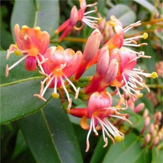 Lonicera henryi | 2 Ltr