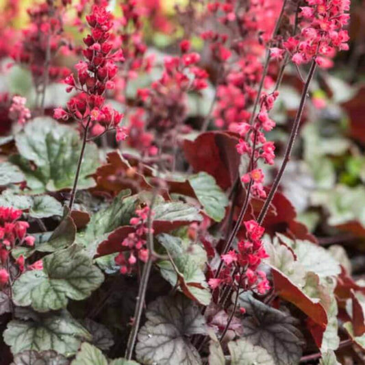 Heuchera villosa 'Hip Hip Hooray' | 2 Ltr