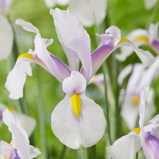 Iris 'Carmen'