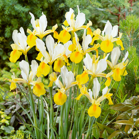 Iris Dutch Symphony