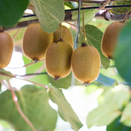 Kiwi – Actinidia deliciosa 'Jenny' | 1 Ltr