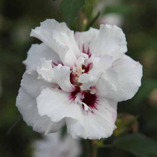 Hibiscus syriacus 'Lady Stanley' | 1 Ltr