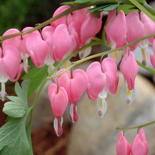 Dicentra spectabilis – light pink and white | 2 Ltr